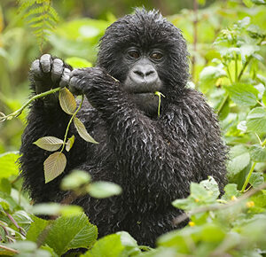 3 days flying gorilla tour to Bwindi