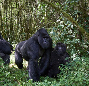 6 Days Rwanda gorilla safari