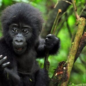 Guide to gorilla trekking