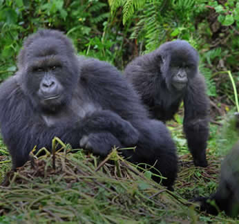 Gorilla trekking tours in Africa