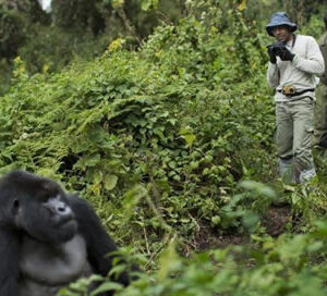 Wildlife safaris in Rwanda
