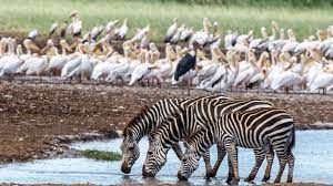 Wildlife in Lake Manyara