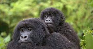5 Days Congo double gorilla trekking