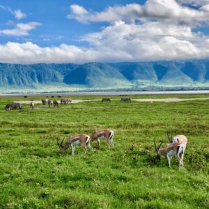 14 days tanzania and zanzibar safari