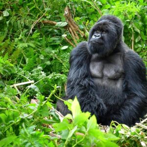 Gorilla trekking in Rwanda