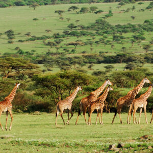 Tanzania game safaris