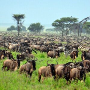 Tanzania game safaris