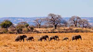 3 Days Tarangire National Park tour