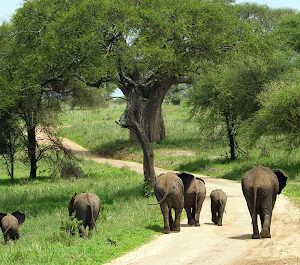 Tanzania game safaris