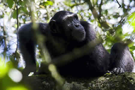 Combined Rwanda & congo safaris