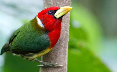 bird viewing in rwanda