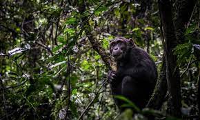 Nyungwe National Park