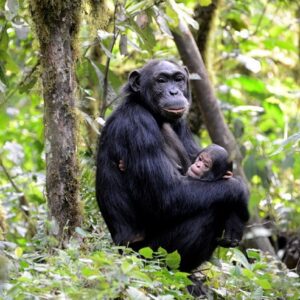 Top experiences in Uganda