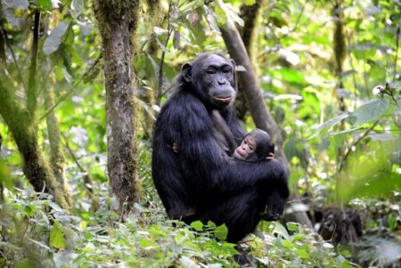 2 days Rwanda gorilla tour