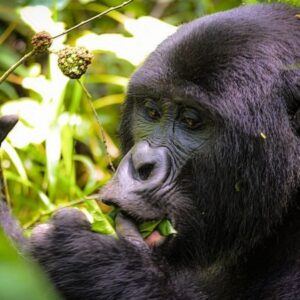 2 days uganda gorilla tour