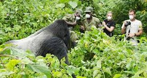 Congo gorilla safaris