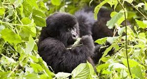 5 Days Rwanda-Uganda Gorilla Safari