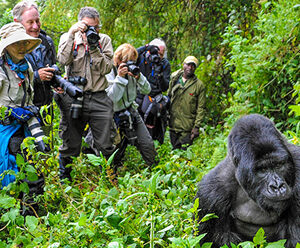 Advantages of group safaris