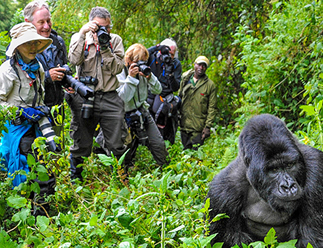 gorilla tours