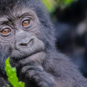 Rwanda gorilla trekking guide