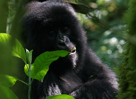 3 days Rwanda gorilla tour