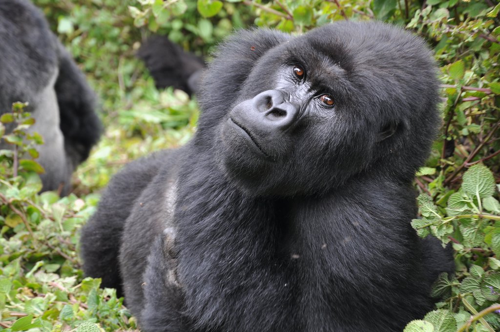 5 days rwanda gorilla safari