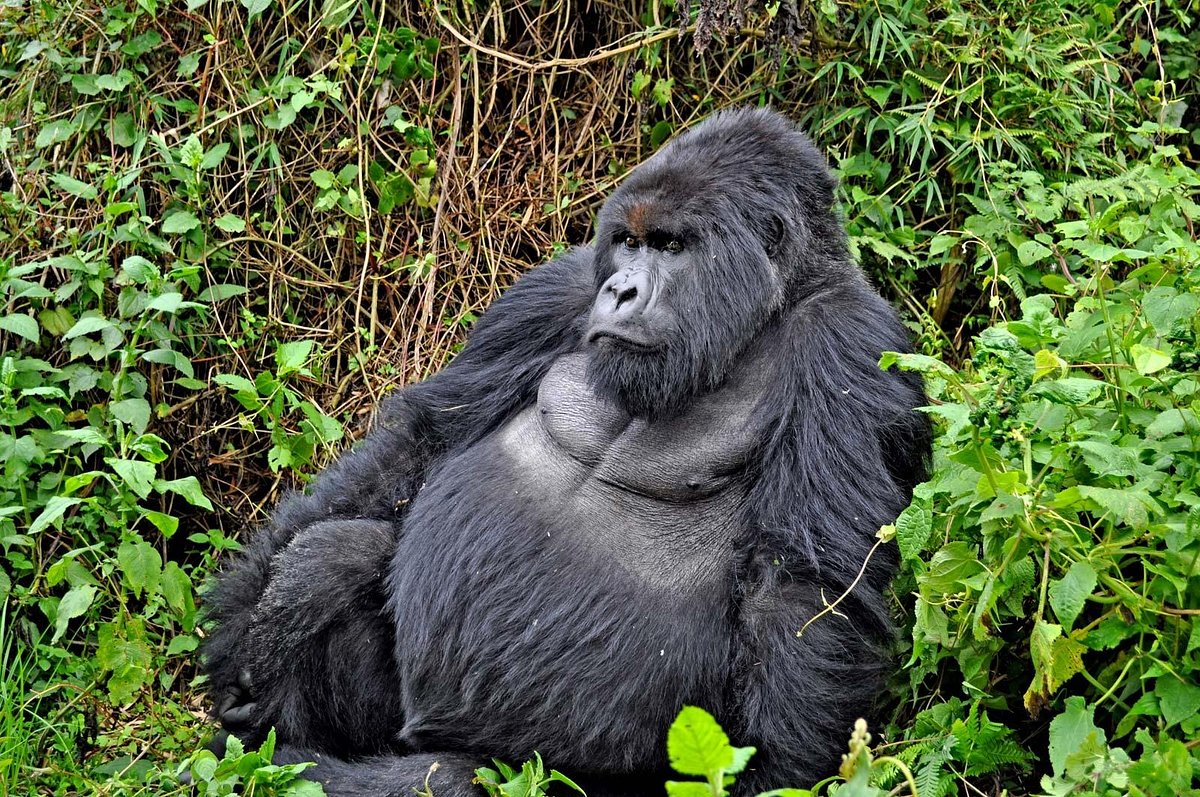 15 days uganda-rwanda safari