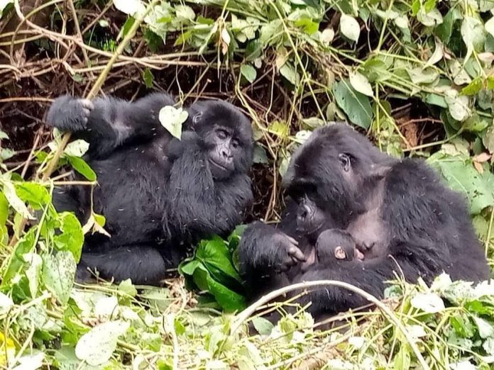 2 days Uganda gorilla tour