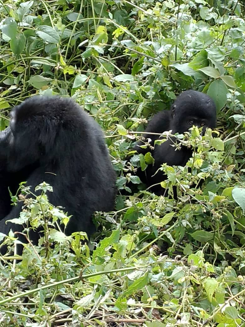 7 Days Uganda gorilla safari