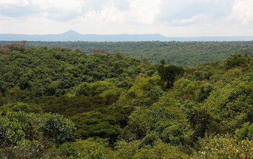 Maramagambo forest